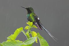 Green Thorntail