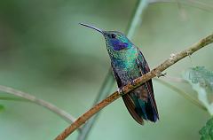 Lesser Violetear