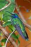 Lesser Violetear