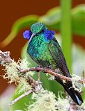 Lesser Violetear