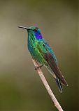 Lesser Violetear