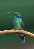 Lesser Violetear