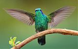 Lesser Violetear