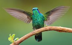 Lesser Violetear