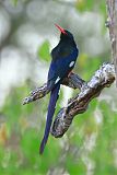 Green Woodhoopoe