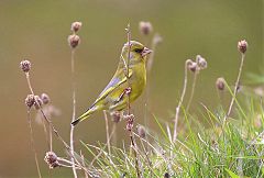 European Greenfinch