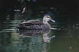 Pacific Black Duck