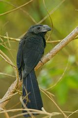 Groove-billed Ani