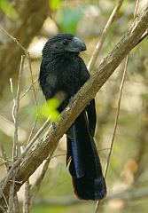 Groove-billed Ani