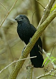 Groove-billed Aniborder=