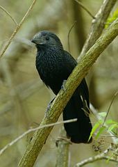 Groove-billed Ani