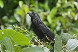 Groove-billed Ani