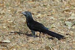 Groove-billed Ani