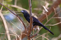 Groove-billed Ani