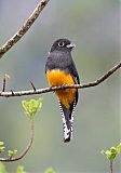 Guianan Trogon