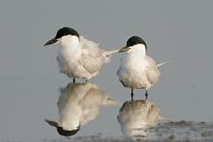 Gull-billed Tern