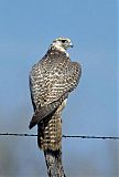 Gyrfalcon