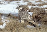 Gyrfalcon