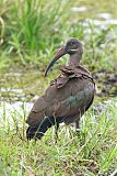 Hadada Ibis