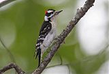 Downy Woodpecker