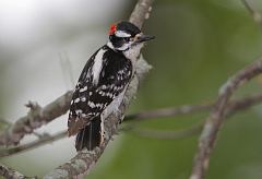 Downy Woodpecker