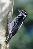 Hairy Woodpeckerborder=