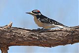 Hairy Woodpecker