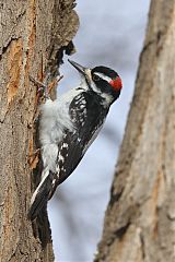 Hairy Woodpecker