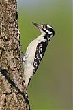 Hairy Woodpeckerborder=