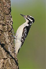 Hairy Woodpecker