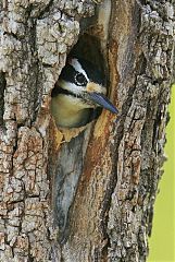 Hairy Woodpecker