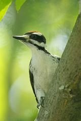 Hairy Woodpecker