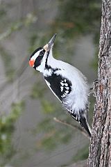 Hairy Woodpecker