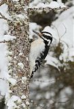 Hairy Woodpecker