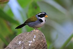 Half-collared Sparrow