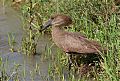 Hamerkop Hamerkop