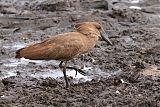 Hamerkop