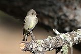 Hammond's Flycatcher