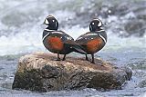 Harlequin Duckborder=