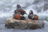 Harlequin Duckborder=