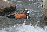 Harlequin Duckborder=