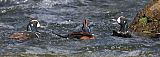 Harlequin Duckborder=