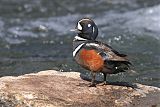 Harlequin Duckborder=