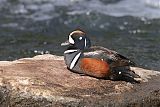 Harlequin Duckborder=