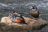 Harlequin Duckborder=