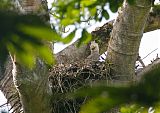 Harpy Eagle