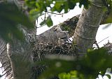 Harpy Eagle