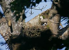 Harpy Eagle