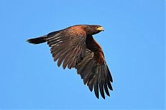 Harris's Hawk