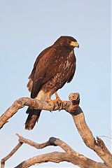 Harris's Hawk